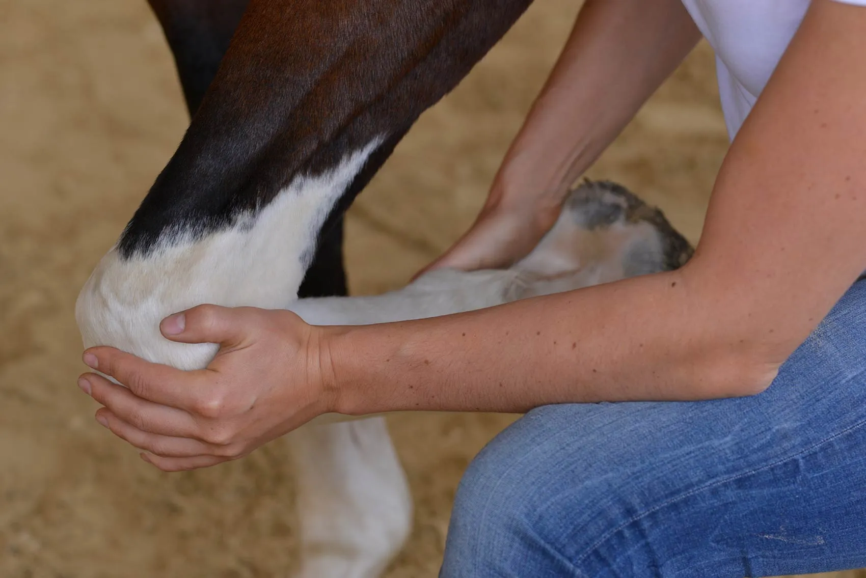 Überprüfung des Bewegungsapperates am Pferd.