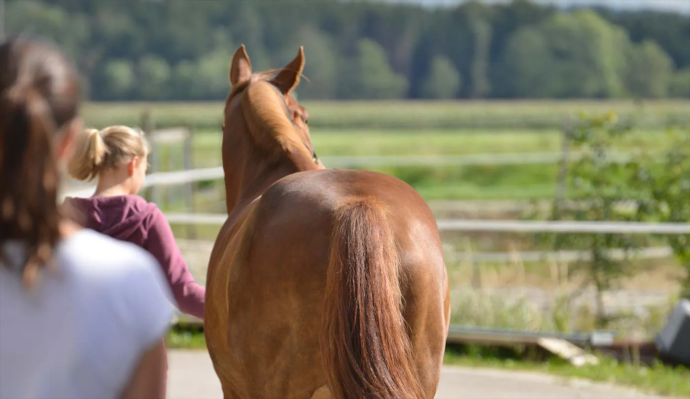 Ganganalyse des Pferdes durch den Therapeuten
