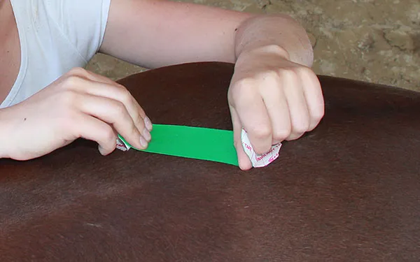 Beispiel von Kinesiologischem taping am Pferd